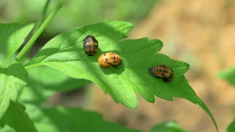A vibrant group of beetles on a leaf in their habitat, highlighting biodiversity Stock Footage 311331599