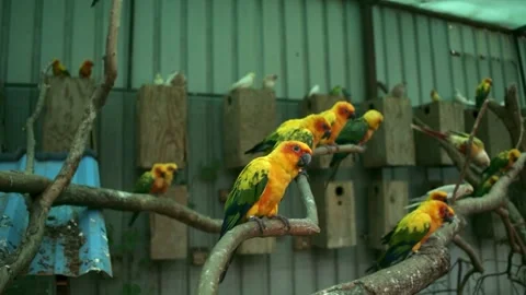 A vibrant group of colorful sun conure parrots perched on branches in an in.. Video stock 341348154
