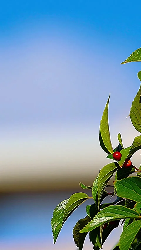 Vibrant Hackberry Berries and Leaves Standing Out Against Blurred Background,02 库存影片 343712527