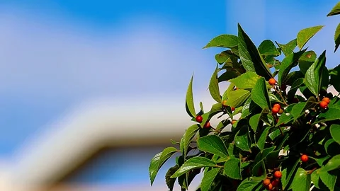 Vibrant Hackberry Berries and Leaves Standing Out Against Blurred Background,4K 库存影片 343712535