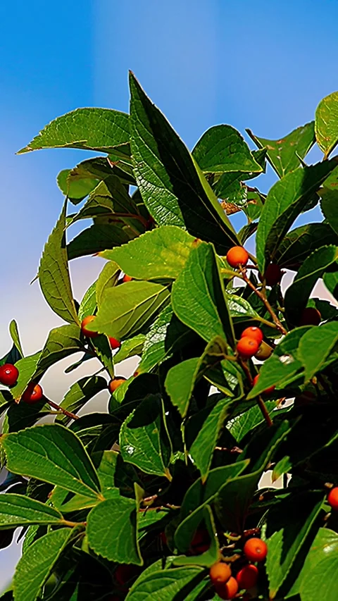Vibrant Hackberry Berries and Leaves Standing Out Against Blurred Background,01 库存影片 343712593