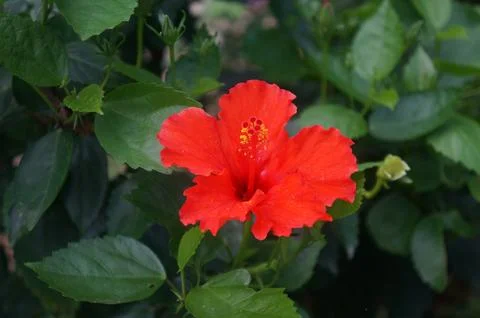 Vibrant Hibiscus in Bloom: A close-up showcases a radiant red hibiscus flow.. Foto stock