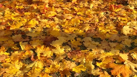 A vibrant, high angle full frame texture of fallen maple leaves covering Stock Footage 319504186