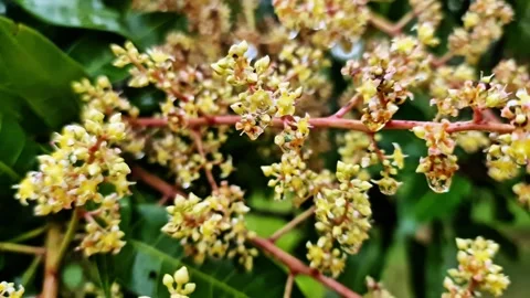 This vibrant, high-definition macro footage showcases a mango tree 動画素材 331252151