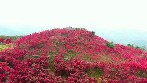 A vibrant hillside covered in blooming red azalea flowers in spring Stock Footage 341937616