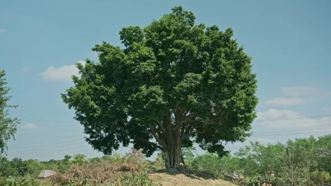 Vibrant Hilltop: Lush Tree with Full Canopy Against Clear Blue Sky (ProRes 422) Stock Footage 320887284