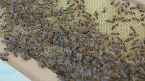 Vibrant Hive Action: Bees Working Together on Honeycomb Outdoors Stock Footage 330985771