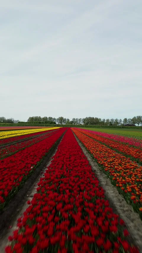 Vibrant Holland Tulip Fields in Full Bloom This Spring Stock Footage 295994803
