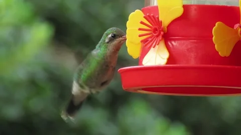 A vibrant hummingbird drinks nectar from a red and yellow artificial feeder.. Stock Footage 301572990