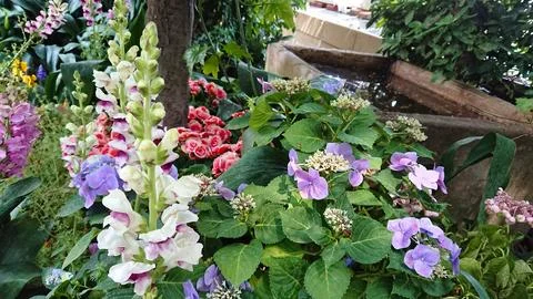 Vibrant hydrangea and delicate blooms in garden Stock Photos