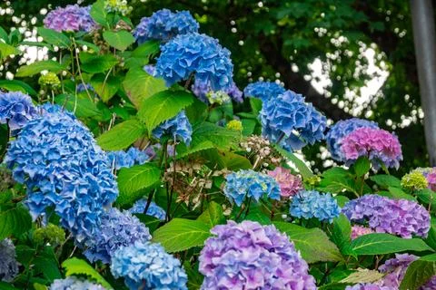 The Vibrant Hydrangea Blossoms Display a Stunning Array of Varying Hues of Blue Stock Photos