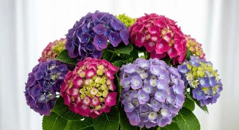 Vibrant hydrangea bouquet displaying a spectrum of beautiful pinks purples .. Stock Illustration