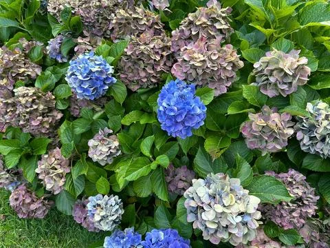 Vibrant Hydrangea Bush Stock Photos