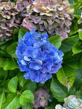 Vibrant Hydrangea Flowers Stock Photos