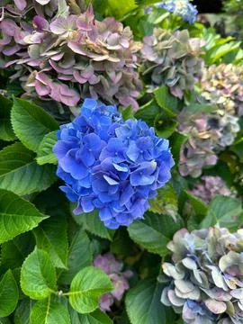 Vibrant Hydrangea Flowers Stock Photos