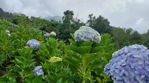 Vibrant hydrangea garden with lush greenery and mountain backdrop Video stock 331728218