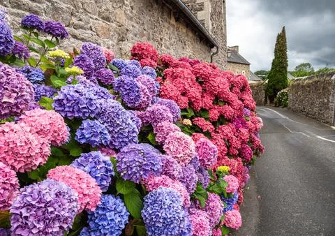 Vibrant Hydrangeas Against a Rustic Stone Wall in Pontrieux, Brittany Stock Photos