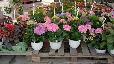 Vibrant hydrangeas on display at a local flower market in spring Stock Photos