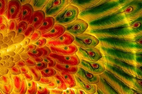 Vibrant illuminated peacock feather pattern. Stock Photos