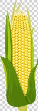 A vibrant illustration of an ear of corn, complete with bright yellow kerne.. Stock Illustration