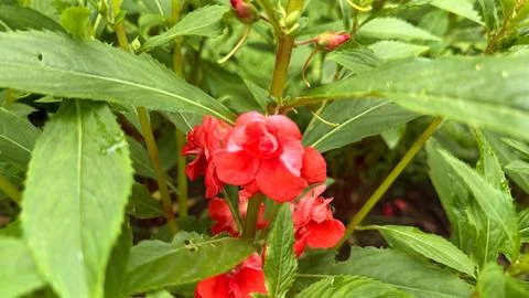 Vibrant image captures a cluster of red impatiens flowers blooming amidst lus Stock-Fotos