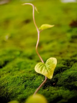 A vibrant image capturing the unique variegation of a Philodendron leaf. Th.. Stock Photos