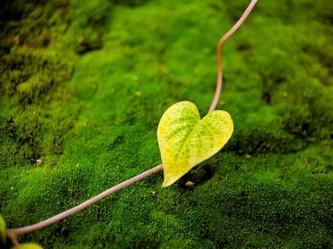 A vibrant image capturing the unique variegation of a Philodendron leaf. Th.. Stock Photos