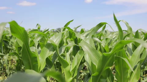 A vibrant image of a green cornfield with tall, healthy stalks swaying under a Stock Footage 281869002