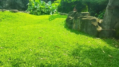 This vibrant image showcases a well-maintained patch of vibrant green grass.	 Stock Footage 307295605