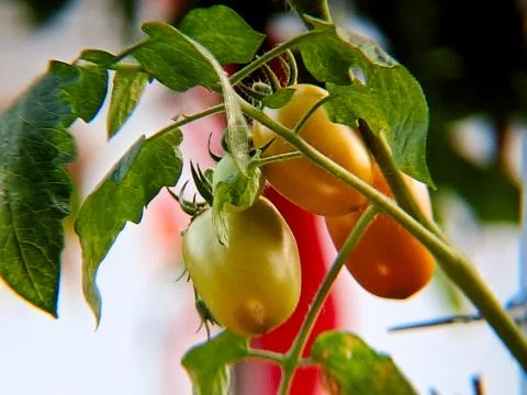A vibrant image showcasing tomatoes in various stages of ripeness, clinging.. Stock Photos