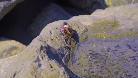 Vibrant Intertidal Marine Life in a Tide Pool at Hidden Beach, Redwood National Stock Footage 332424924