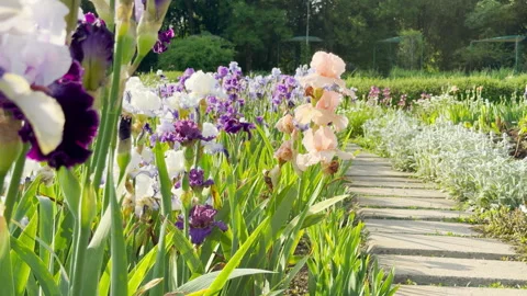 Vibrant Iris Flowers Bloom Along a Stone Tile Walkway inside a Beautiful Park Stock Footage 335802150