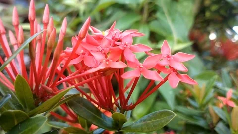 Vibrant Ixora Blooms Stock Footage 330921051