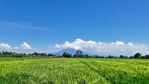 Vibrant Java Green Rice Paddy with Majestic Mountain Stock Footage 331919959