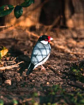 Vibrant Java sparrow (Lonchura oryzivora) standing on the ground in the woods Fotos Stock