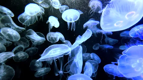 Vibrant jellyfish floating gracefully in the ocean Stock Footage 336314110