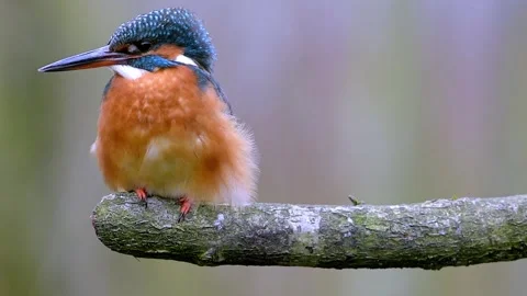 Vibrant Kingfisher Perched On A Weathered Tree Branch Waiting for A Prey Stock Footage 336320961