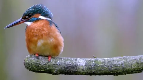 Vibrant Kingfisher Perched On A Weathered Tree Branch Waiting for A Prey Stock Footage 336320968