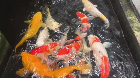 Vibrant koi fish in the pond Stock Footage 336675399