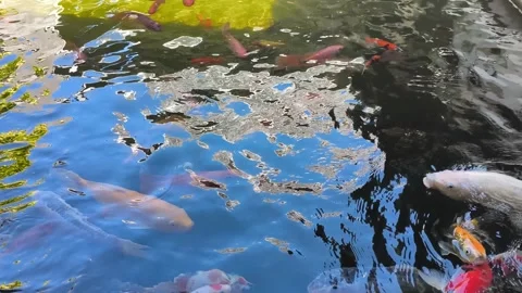 Vibrant Koi Fish Swimming in Tranquil Garden Pond with Blue Water Reflections Stock Footage 340338404