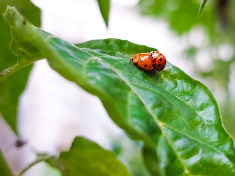 Vibrant ladybugs mating on a leaf captured in macro photography. Stock Photos