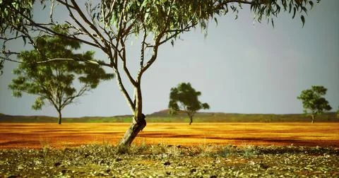 Vibrant landscape featuring eucalyptus trees under a clear sky in Australia Stock Illustration