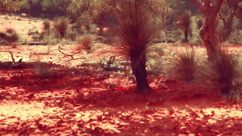 Vibrant Landscape of Red Earth and Native Vegetation in the Outback Video stock 344929716