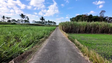 Vibrant Landscape of sugarcane Pathway Surrounded by Lush Greenery Stock Footage 345137202