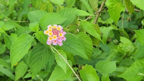 Vibrant lantana bloom cluster on fresh green foliage. Stock Footage 325921175
