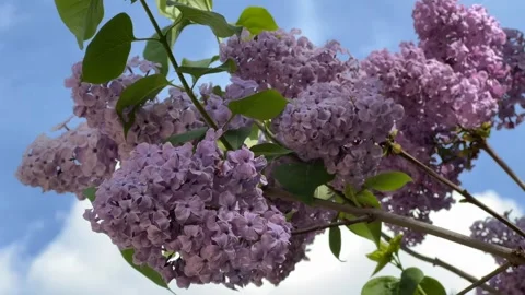 Vibrant Lavender Blossoms in Spring Stock Footage 287954586