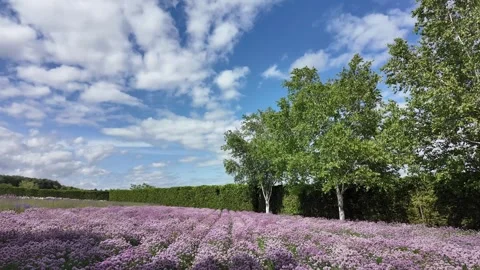 Vibrant Lavender Field Under a Bright Blue Sky Stock Footage 315469632