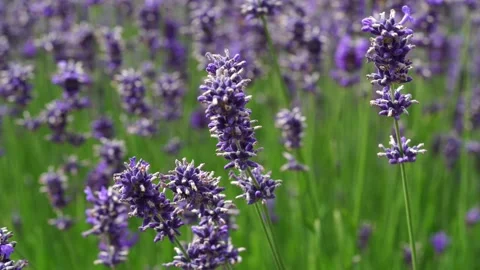The Vibrant Lavender Fields Are Beautifully in Bloom with Fragrant Floral Aromas Stock Footage 303479738