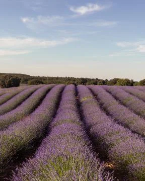 Vibrant lavender fields in full bloom, painting the landscape with shades o.. Foto stock