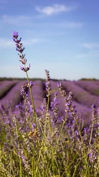 Vibrant lavender fields in full bloom, painting the landscape with shades o.. Stock Photos